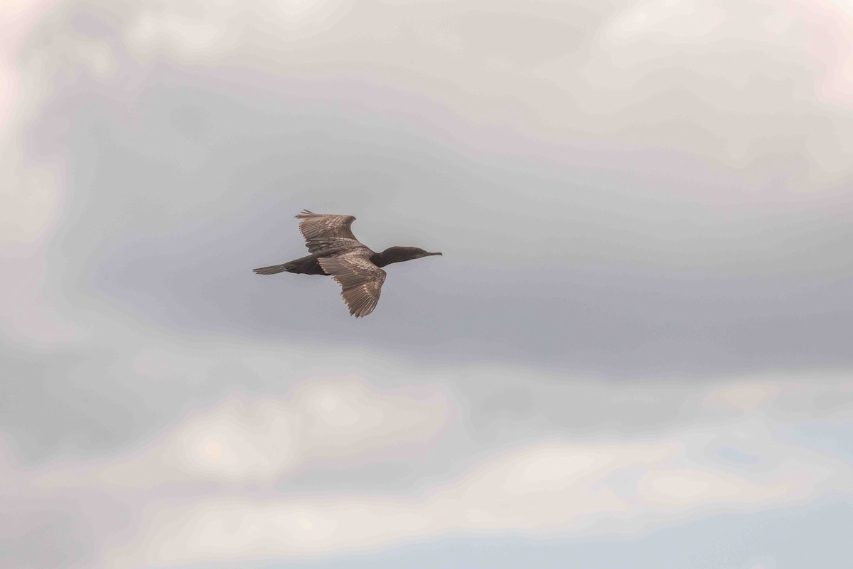 Little Black Cormorant - ML610750257