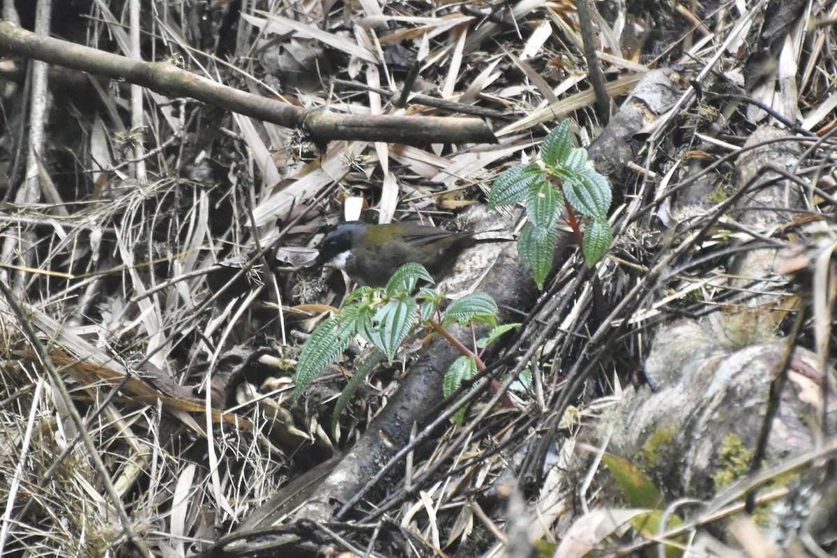 Gray-browed Brushfinch - ML610750269