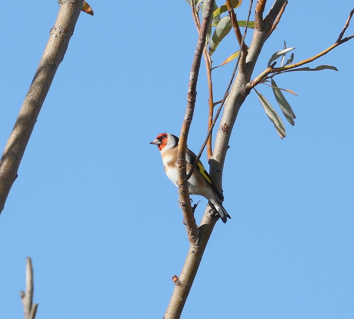 European Goldfinch - ML610750324