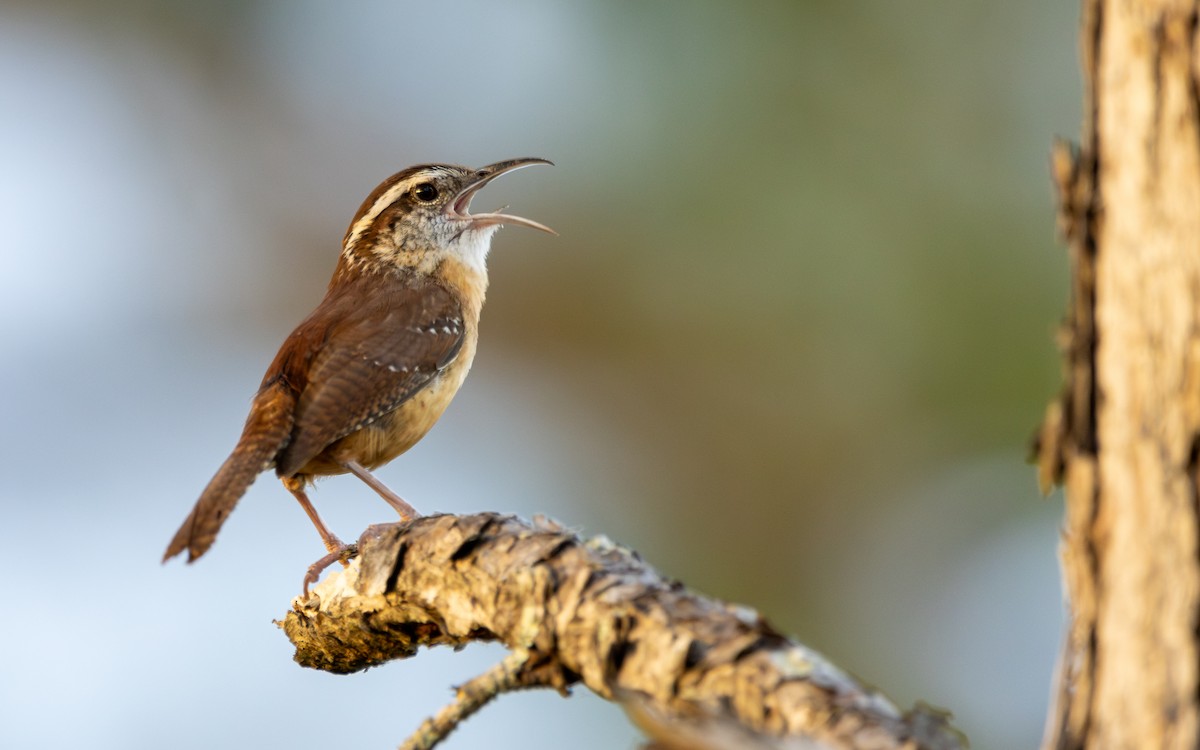 Carolina Wren - ML610750412