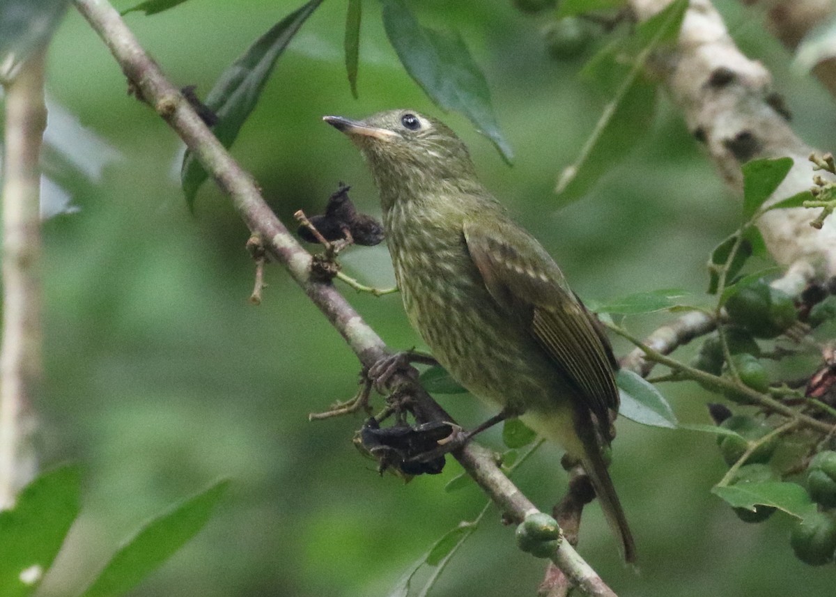 Olive-striped Flycatcher - ML610750445