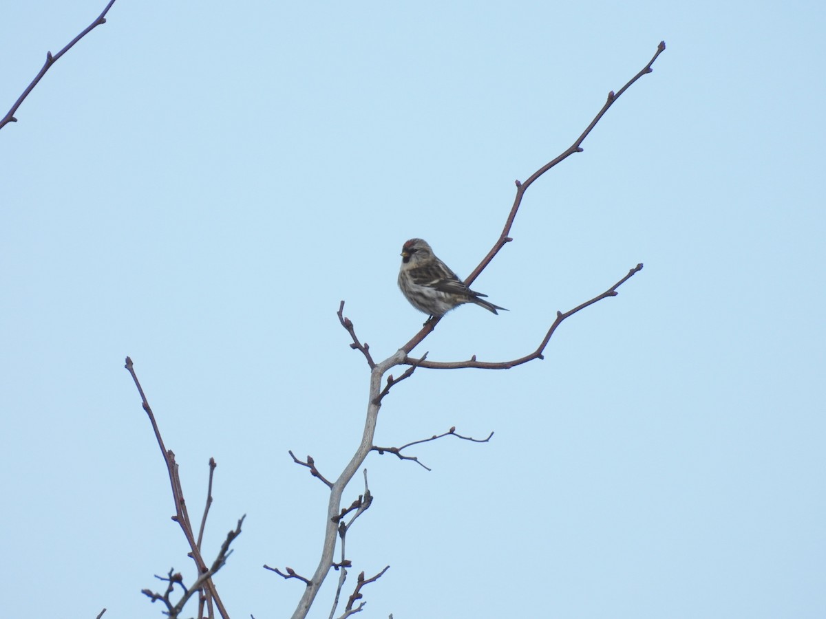 Common Redpoll - ML610750483