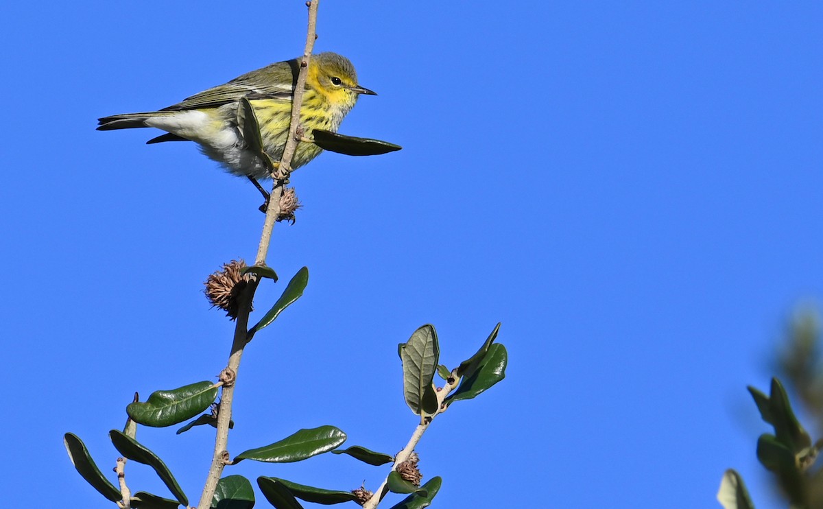 Cape May Warbler - ML610750486