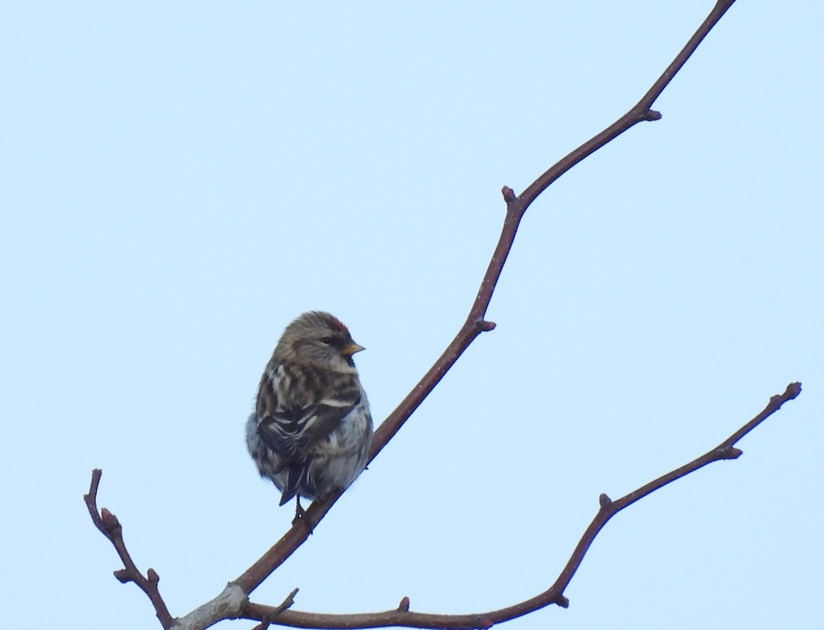 Common Redpoll - ML610750503