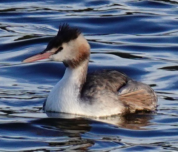 Great Crested Grebe - ML610750528