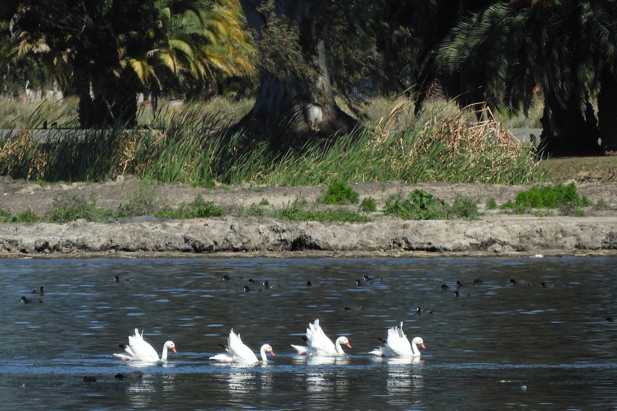 Coscoroba Swan - inés otero