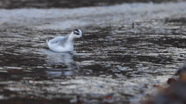 Red Phalarope - ML610750618