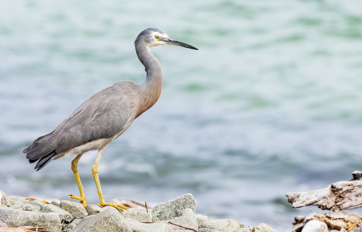 White-faced Heron - ML610750717