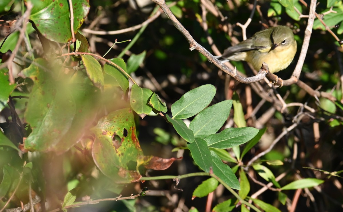 Black-throated Blue Warbler - ML610750723