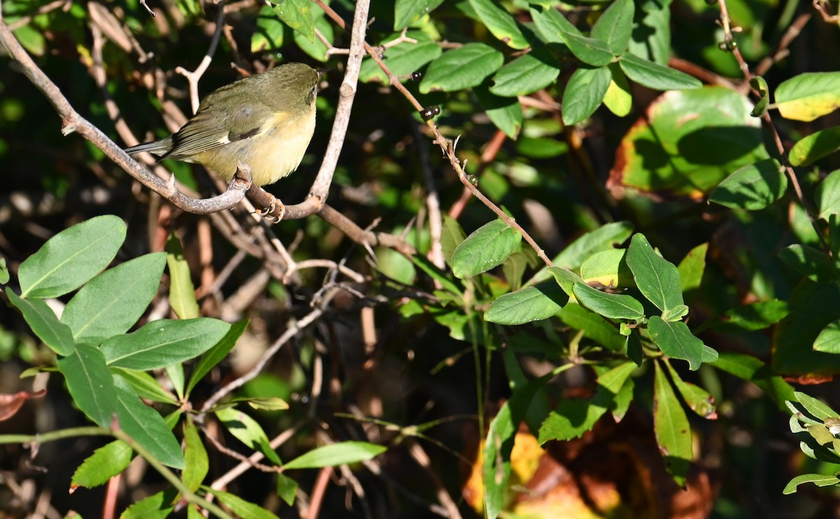 Black-throated Blue Warbler - ML610750745