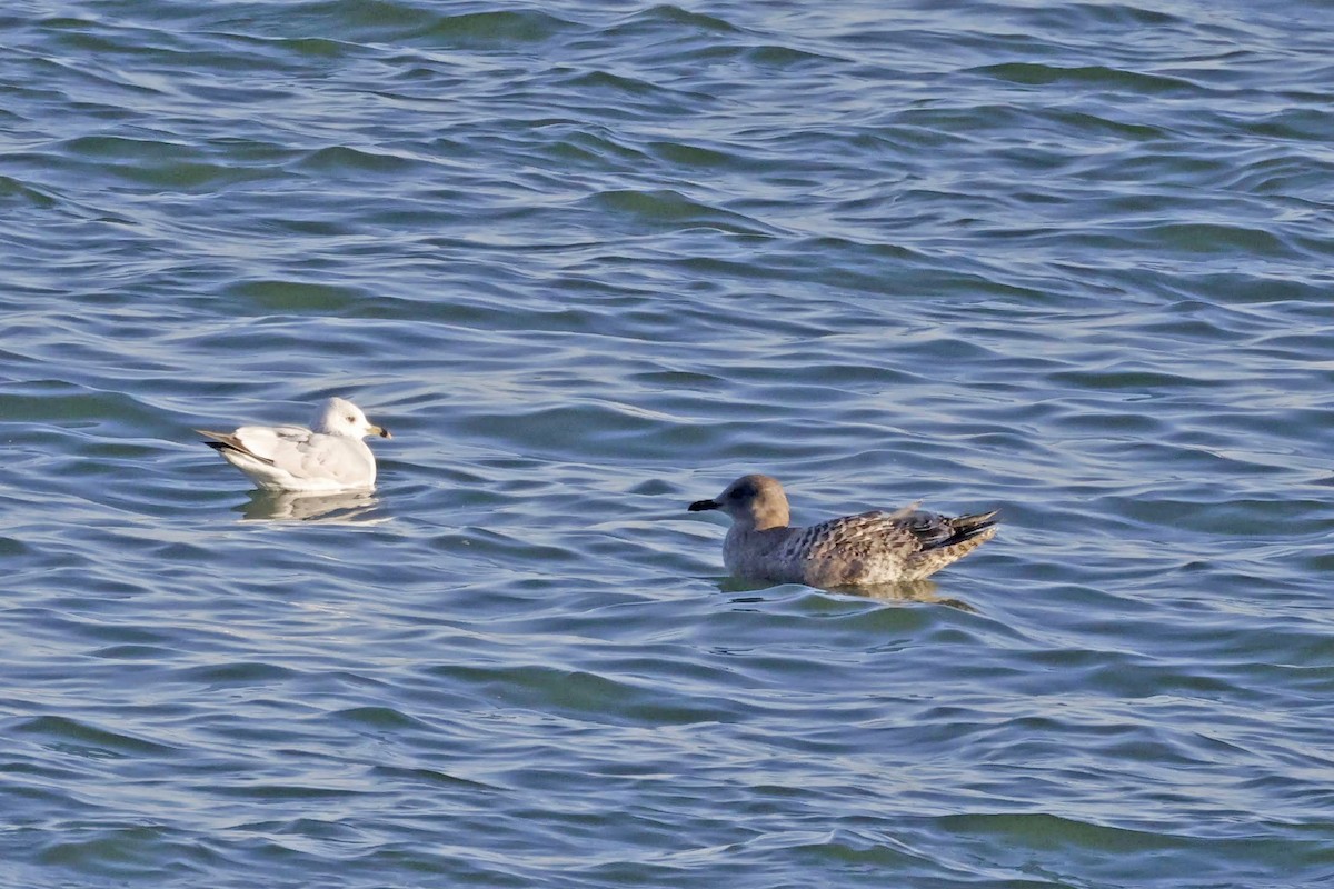 Iceland Gull (Thayer's) - ML610750767