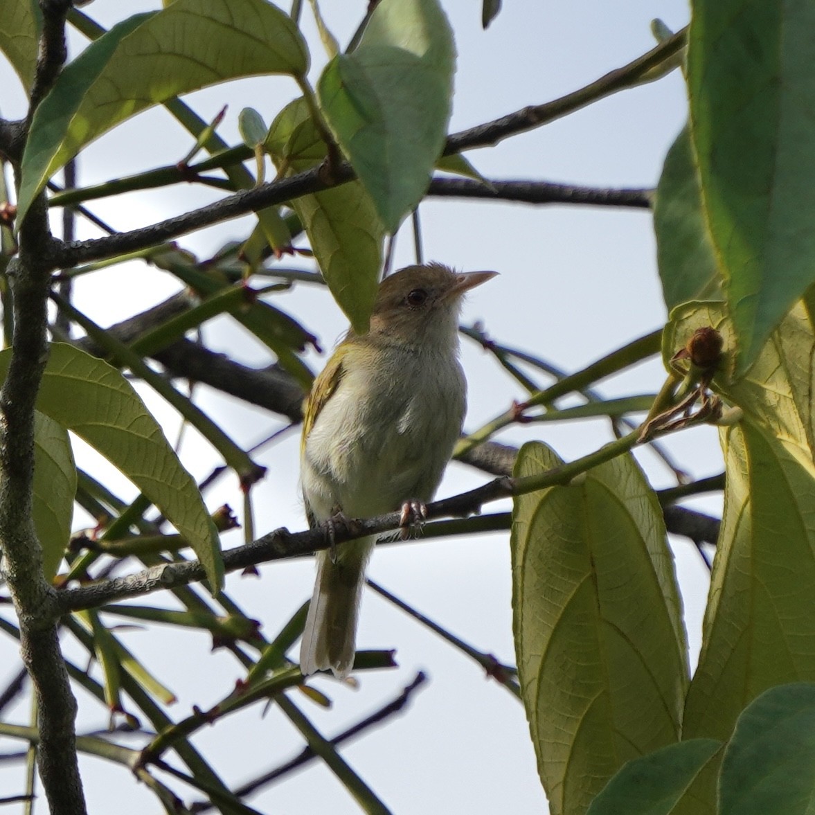 Brown-headed Greenlet - ML610750780