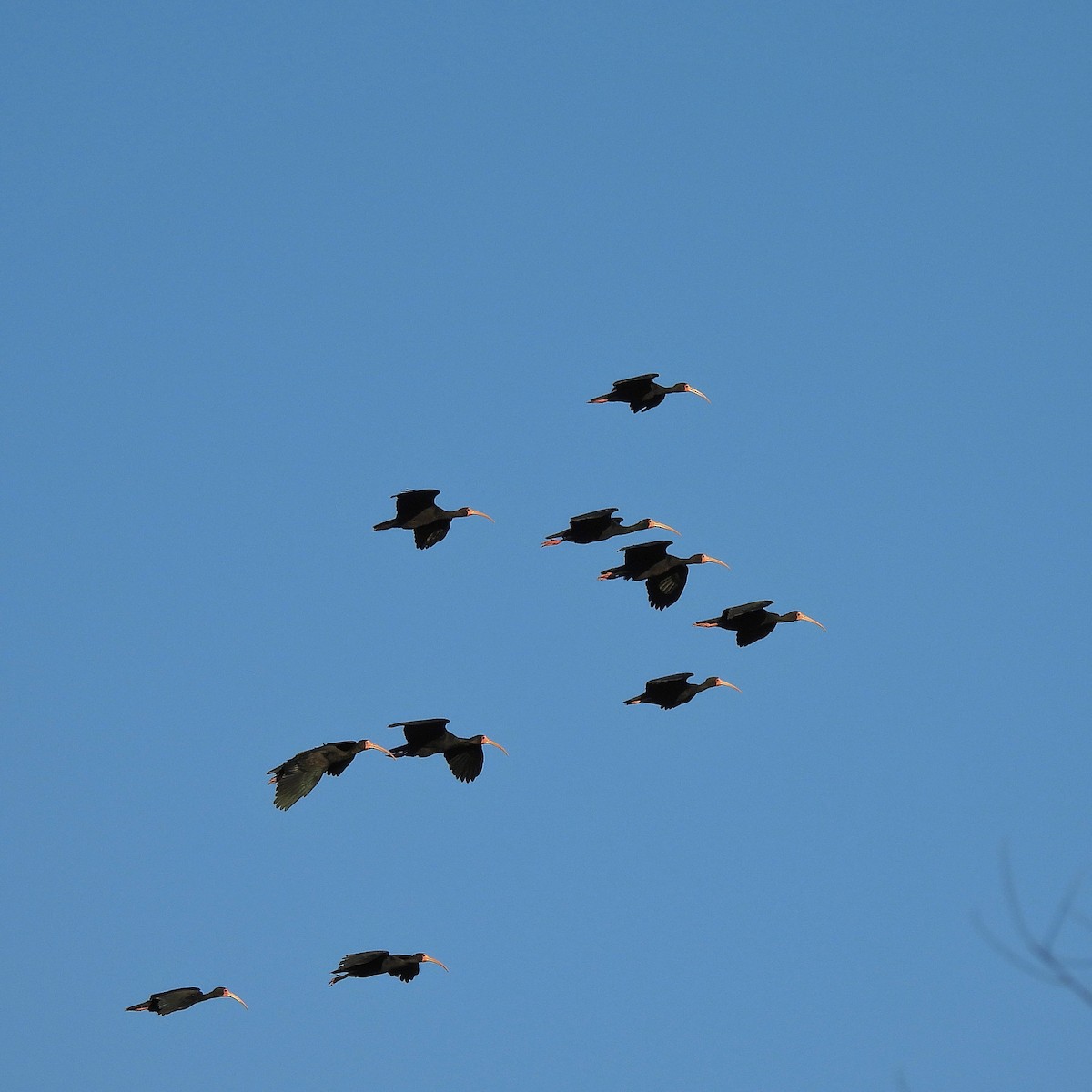 Bare-faced Ibis - Pablo Bruni