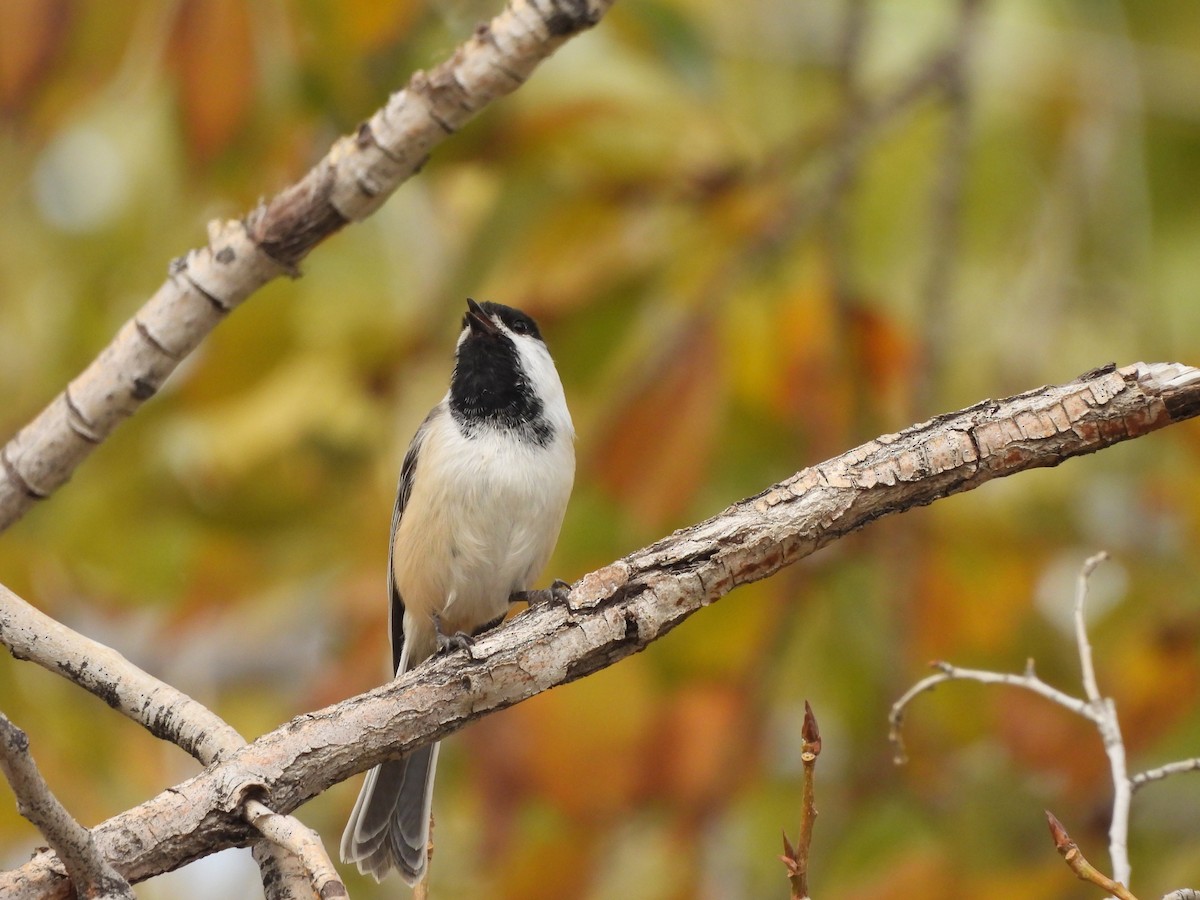 Mésange à tête noire - ML610750818