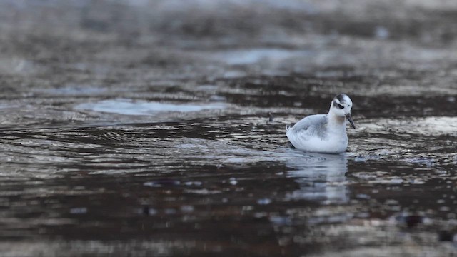 Red Phalarope - ML610750971