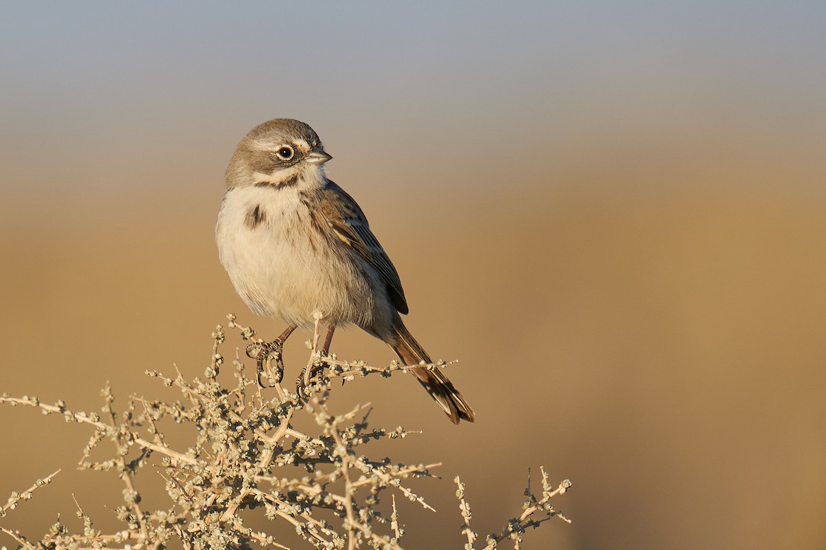 Bell's Sparrow (canescens) - Grigory Heaton
