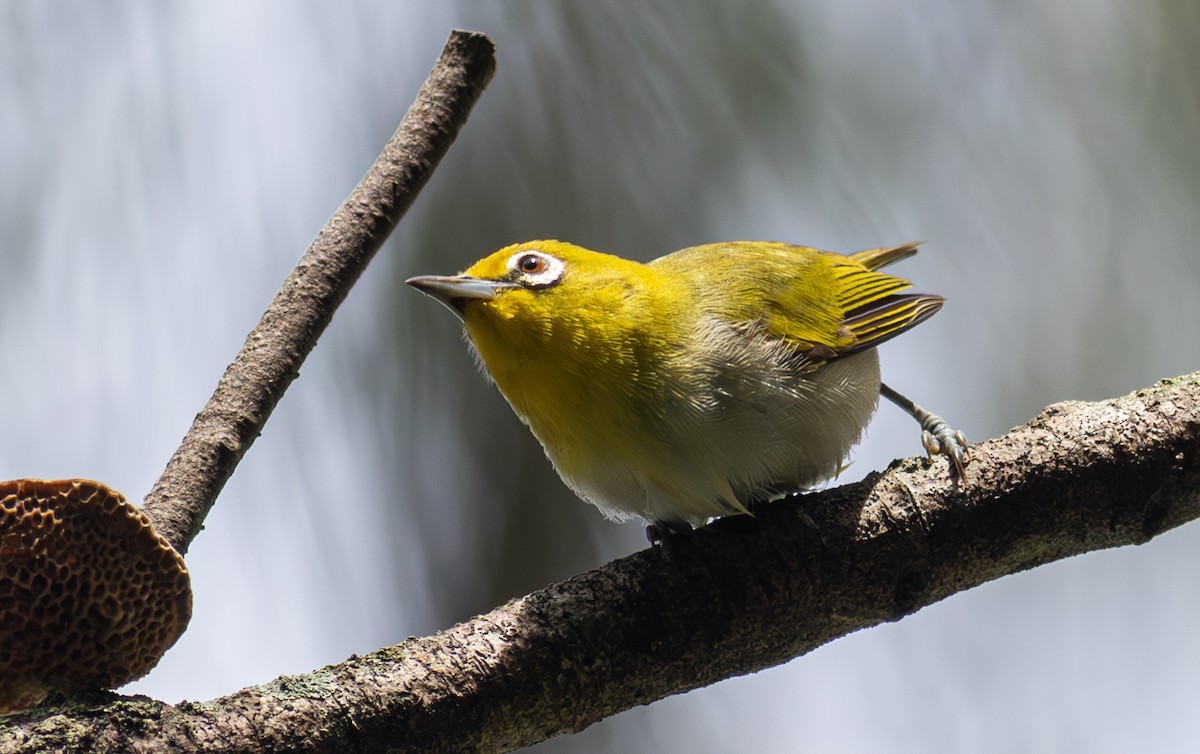 Ashy-bellied White-eye - ML610751030