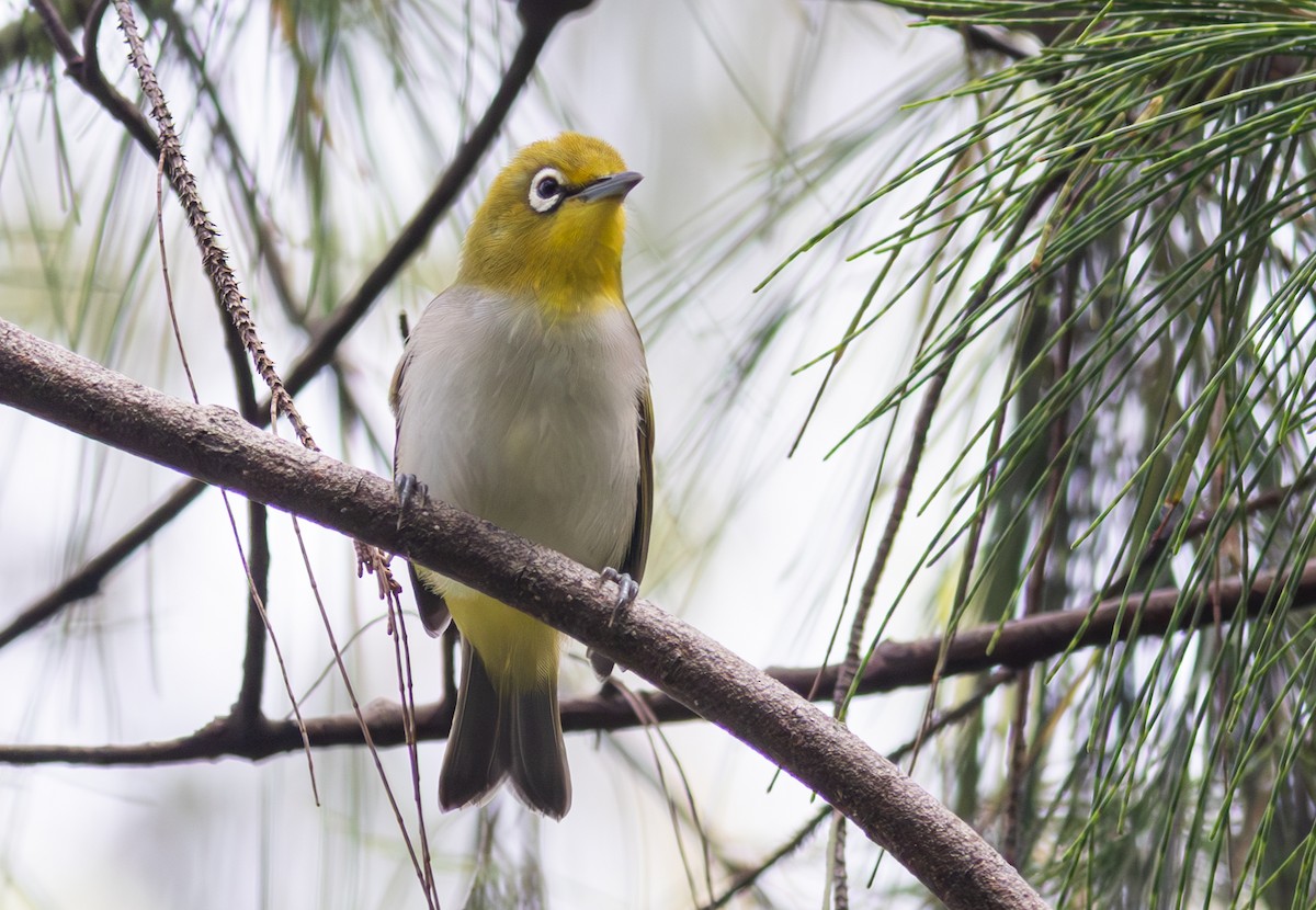 Ashy-bellied White-eye - ML610751031