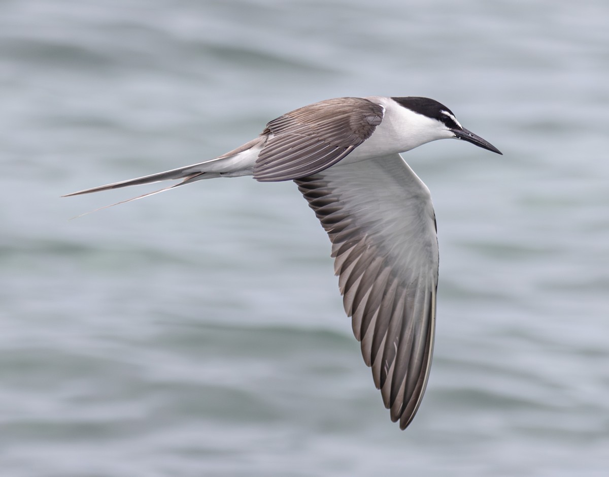 Bridled Tern - Pedro Nicolau