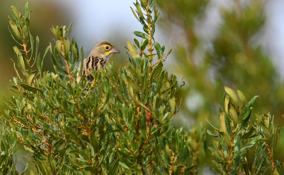 Dickcissel - ML610751302