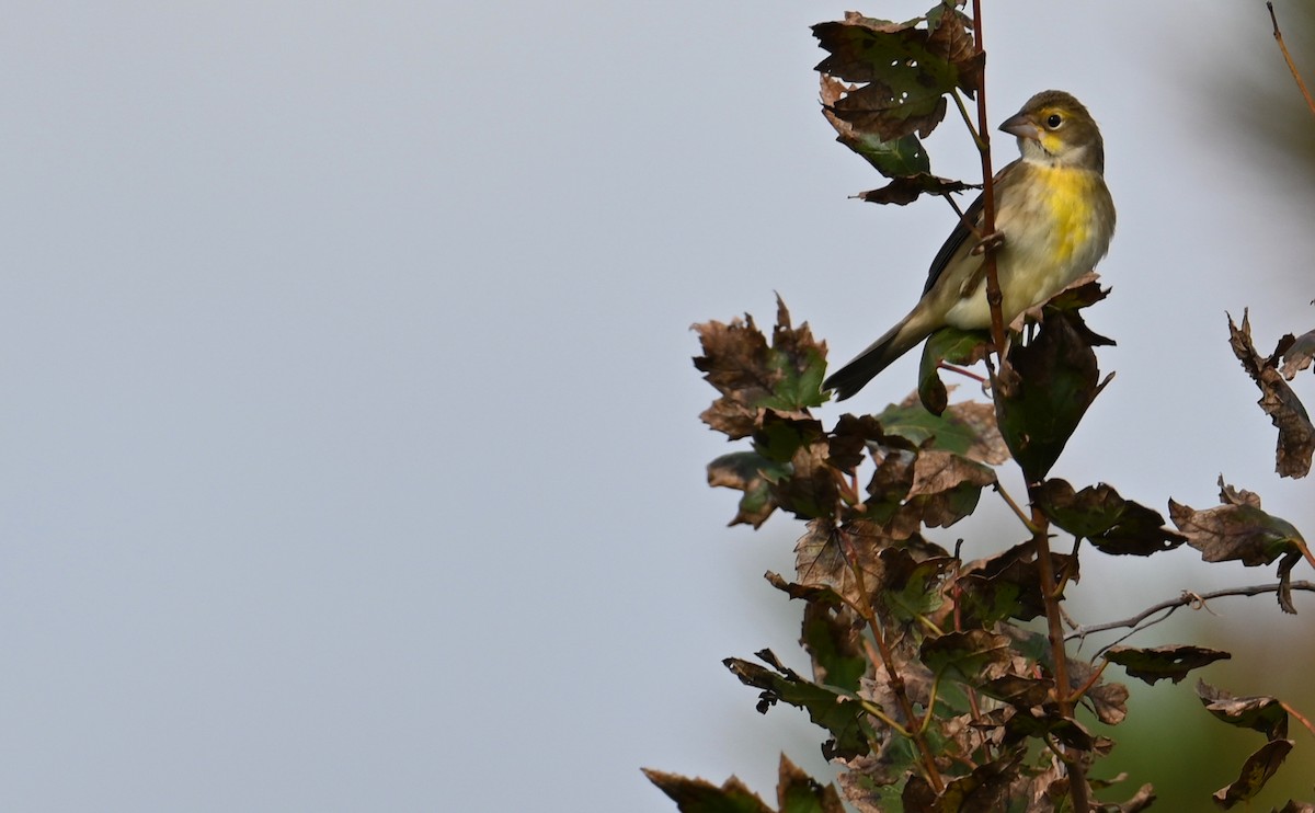 Dickcissel - ML610751358