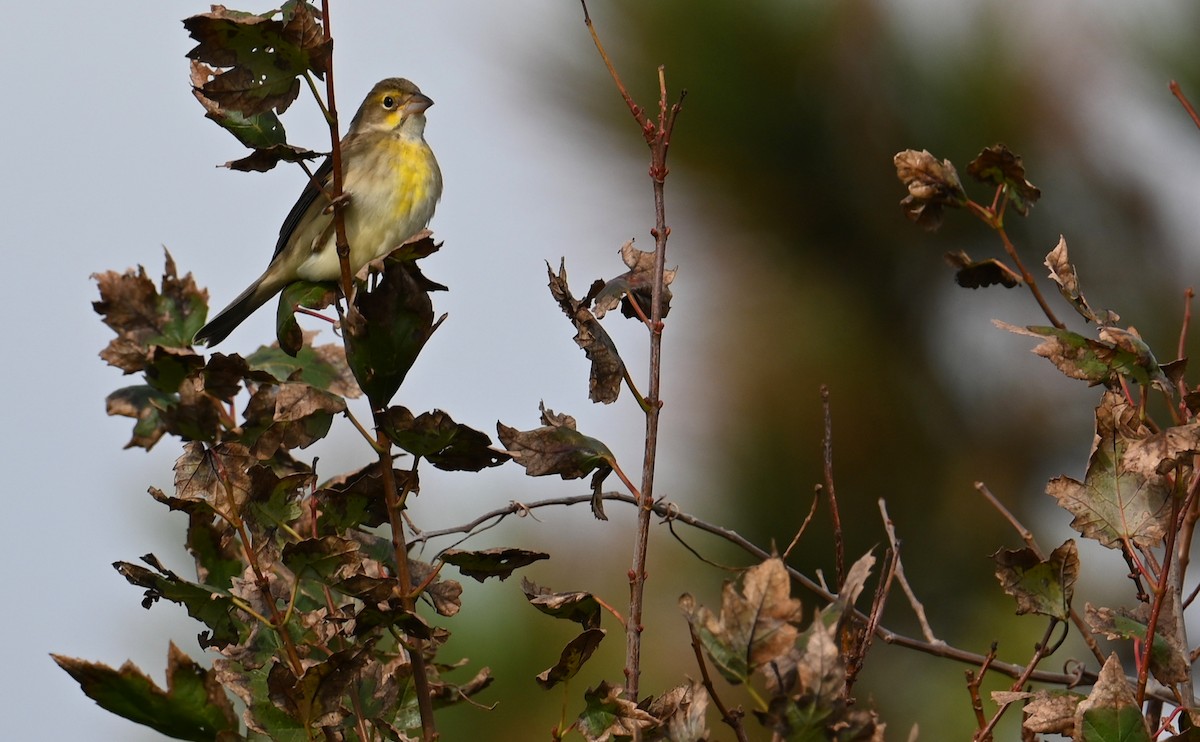 Dickcissel - ML610751362