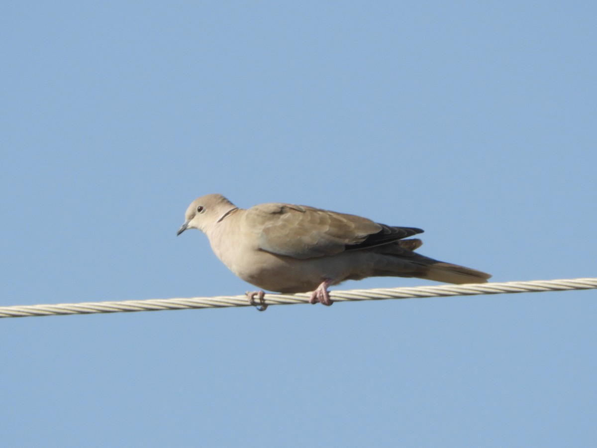 Eurasian Collared-Dove - Rene Wendell
