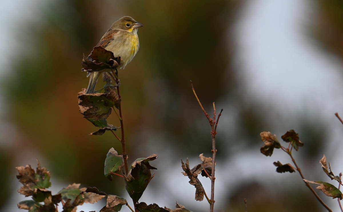 Dickcissel - ML610751418