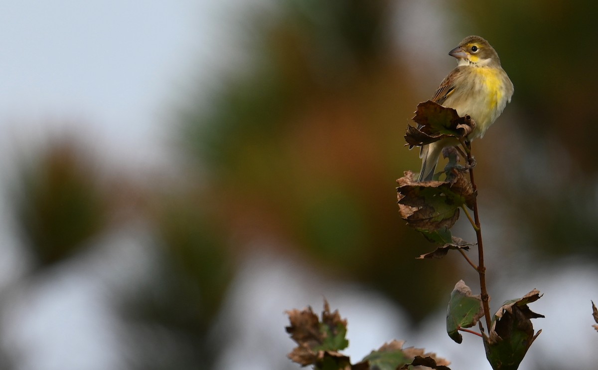 Dickcissel - ML610751425