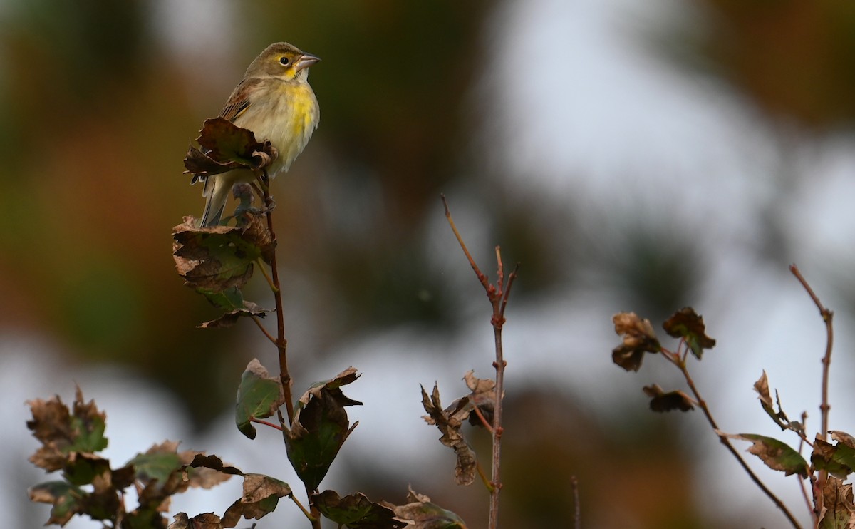 Dickcissel - ML610751426