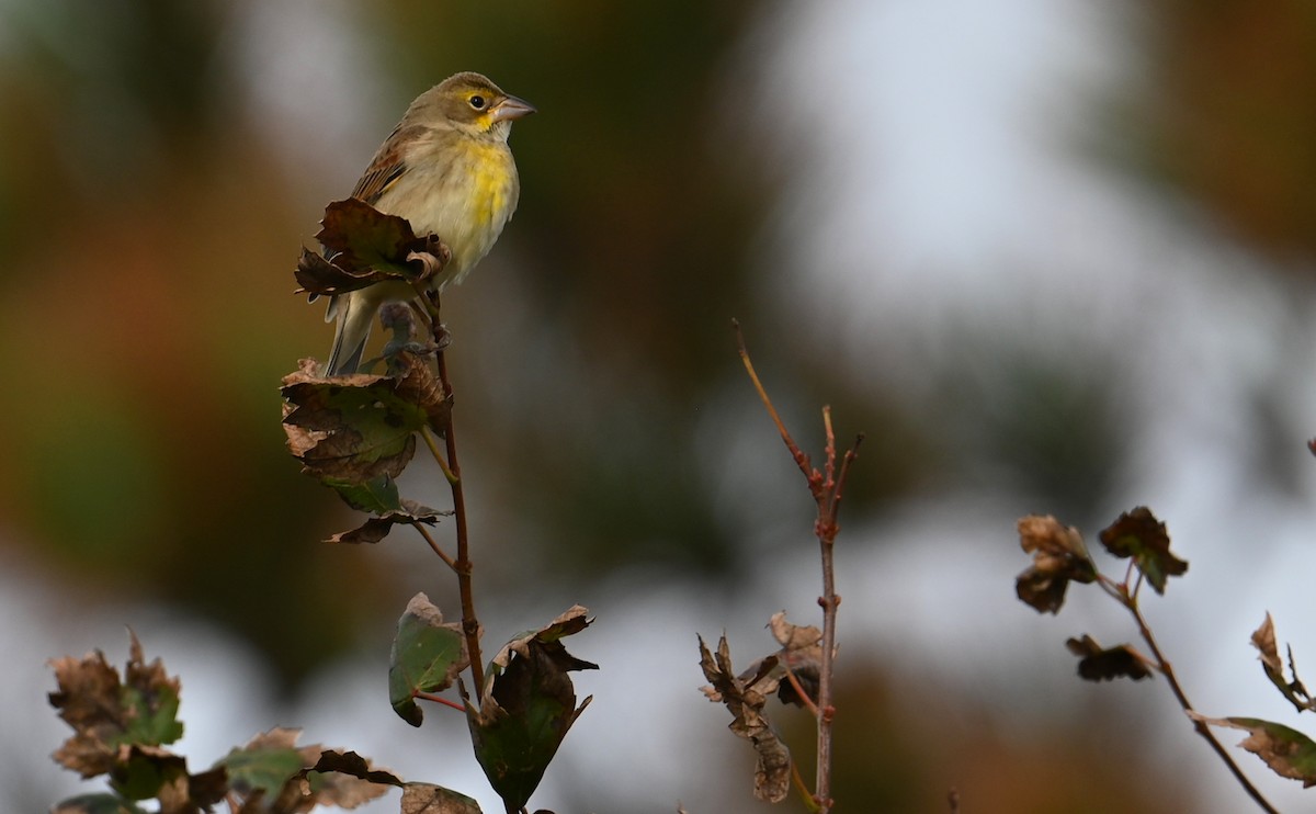 Dickcissel - ML610751440