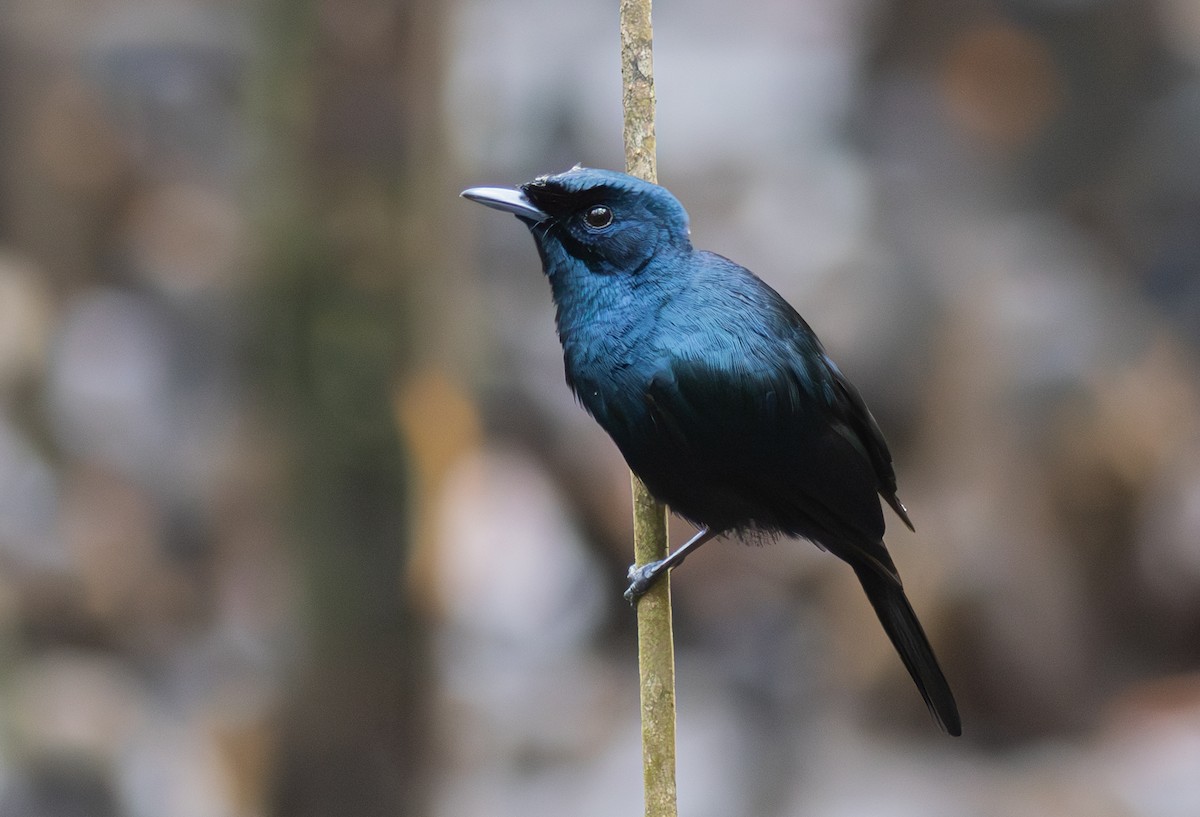 Shining Flycatcher - Pedro Nicolau