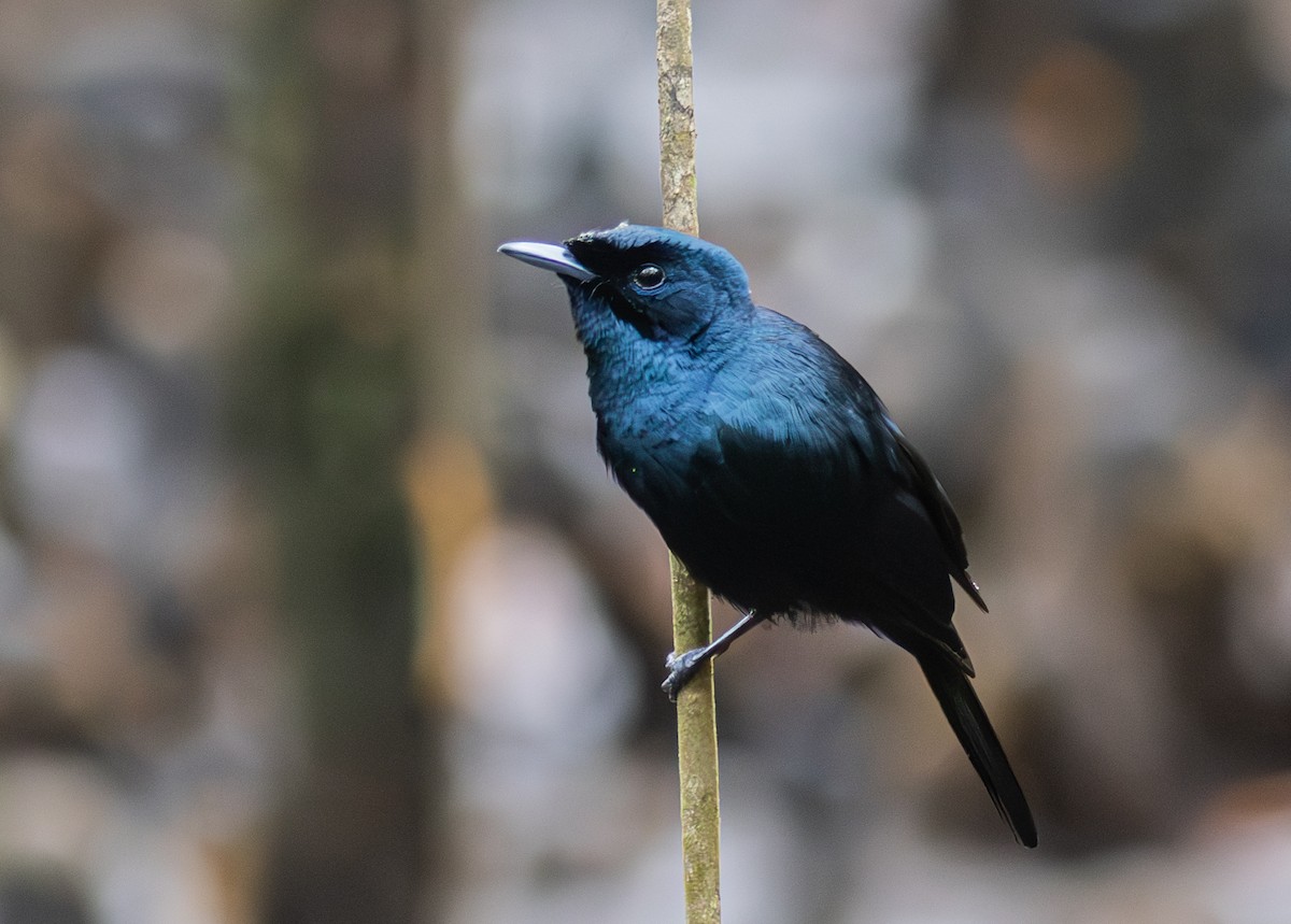 Shining Flycatcher - Pedro Nicolau