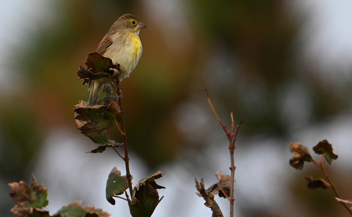 Dickcissel - ML610751458