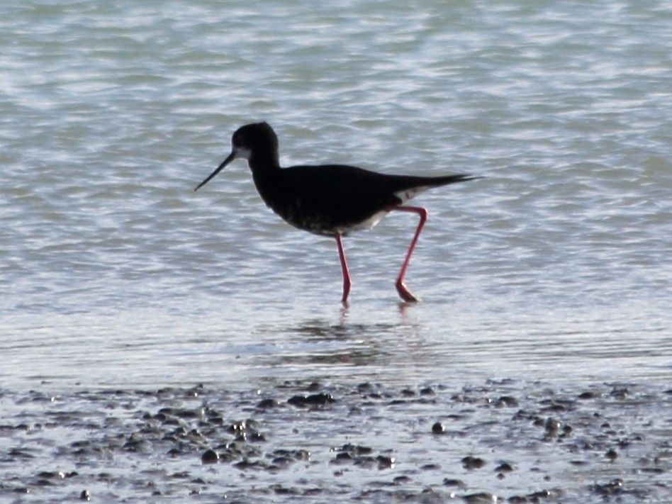 Pied x Black Stilt (hybrid) - ML610751459