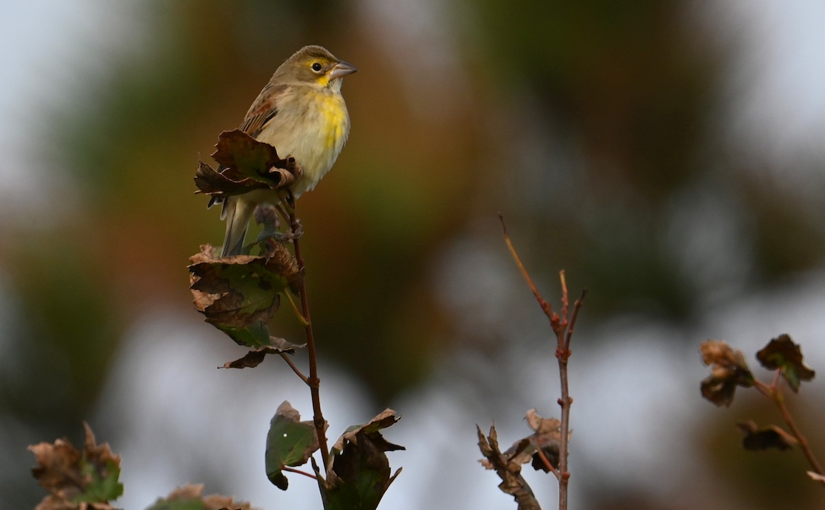 Dickcissel - ML610751466