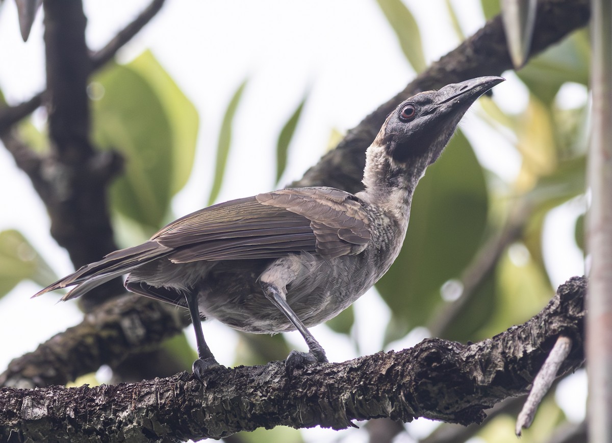 Helmeted Friarbird (Hornbill) - Pedro Nicolau