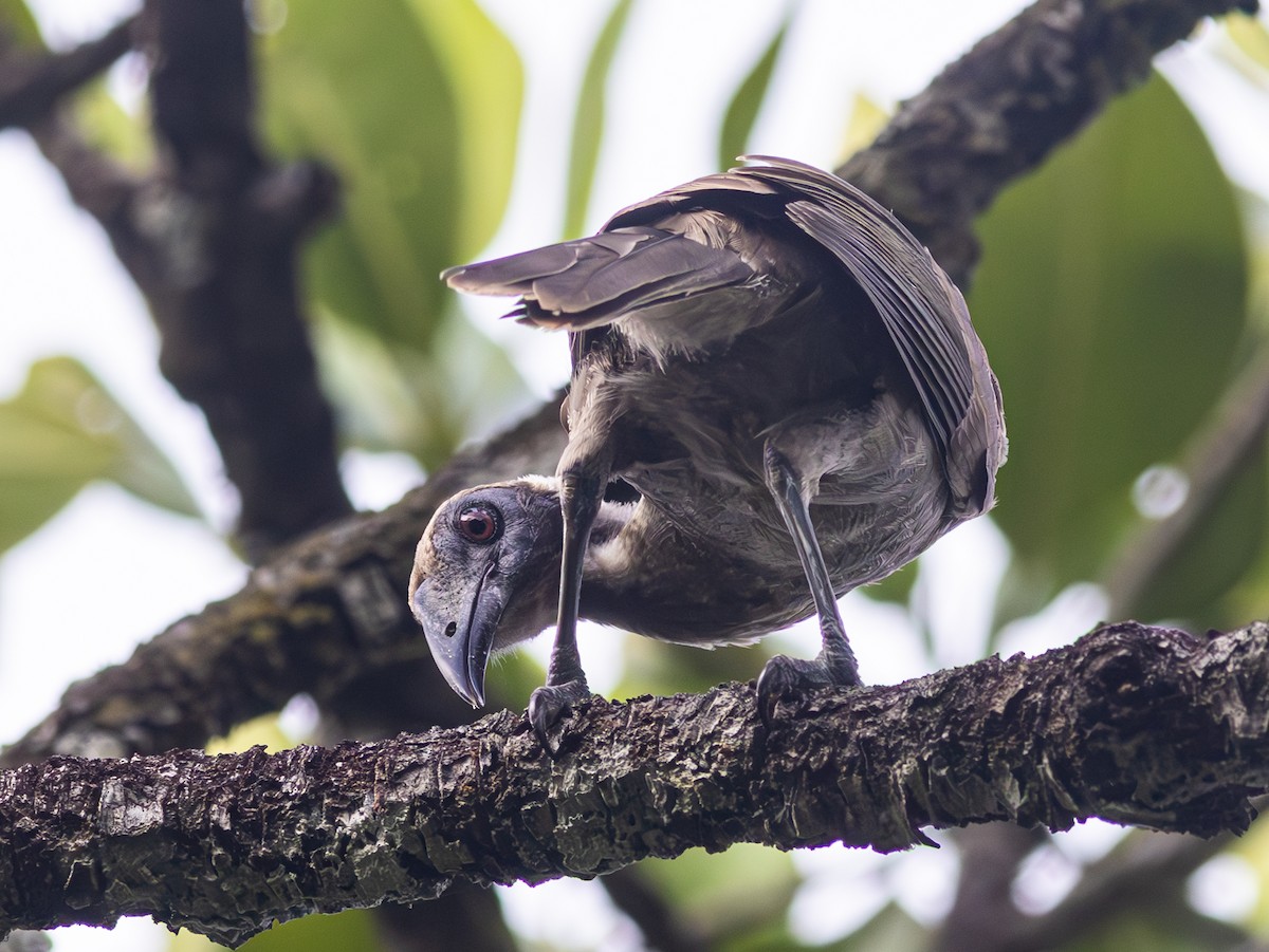 Helmeted Friarbird (Hornbill) - Pedro Nicolau