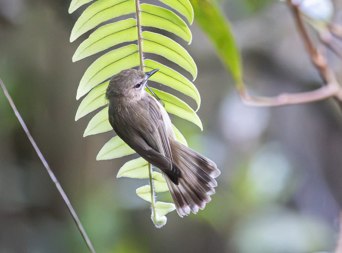 Large-billed Gerygone - Pedro Nicolau