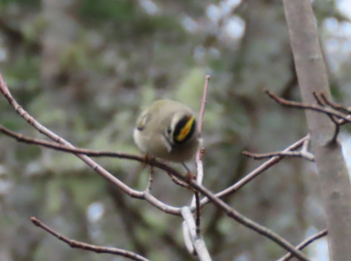 Golden-crowned Kinglet - ML610751500