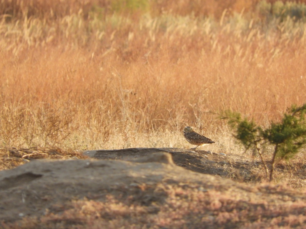 Burrowing Owl - ML610751520