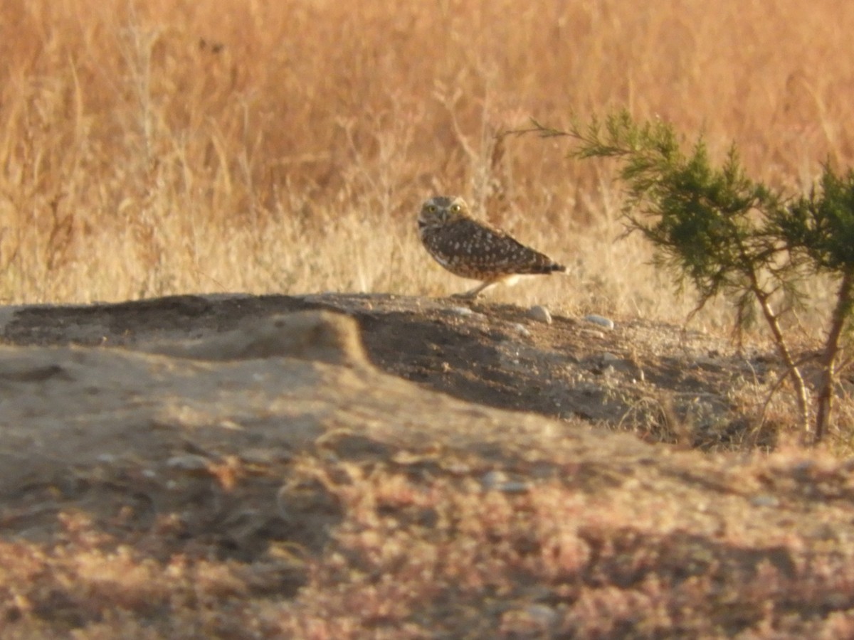 Burrowing Owl - Rene Wendell