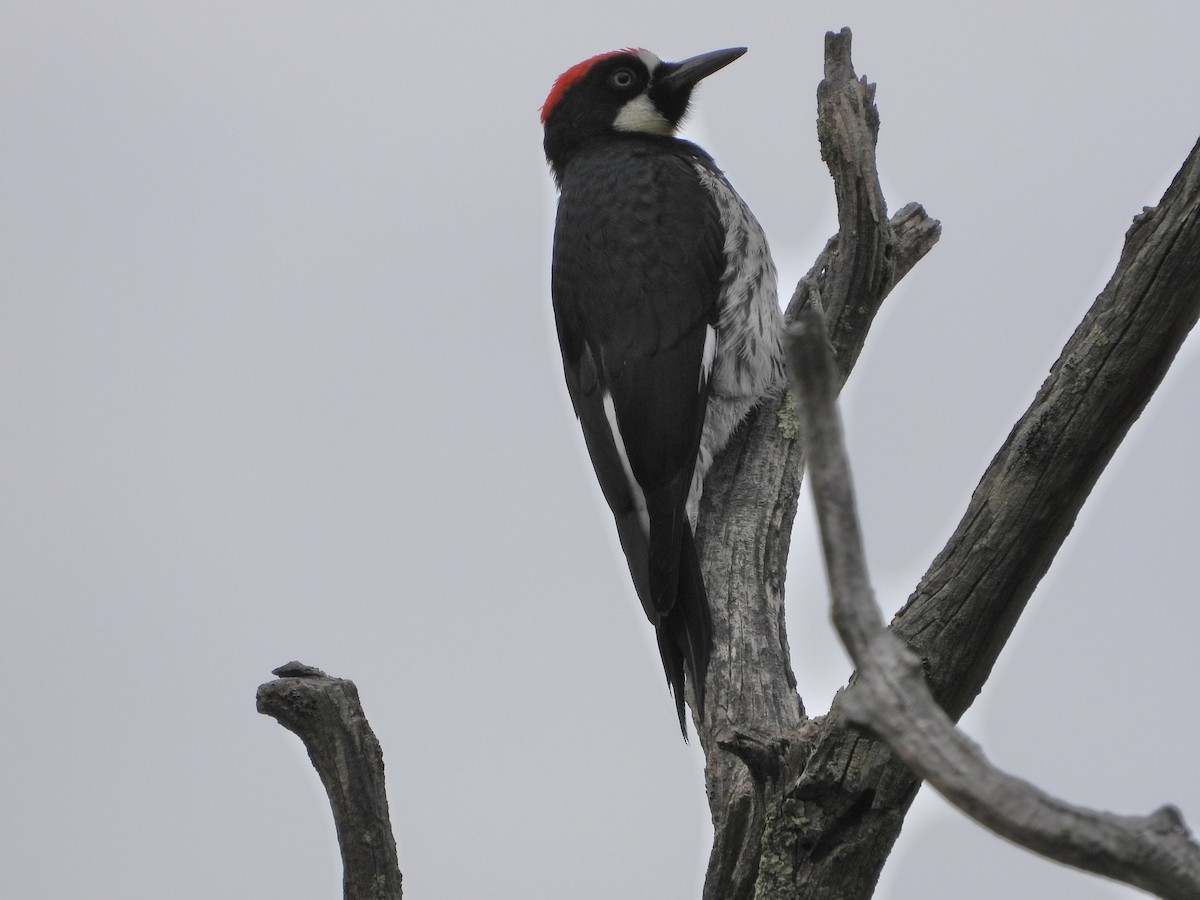 Acorn Woodpecker - ML610751579
