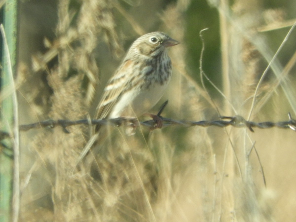 Vesper Sparrow - ML610751589