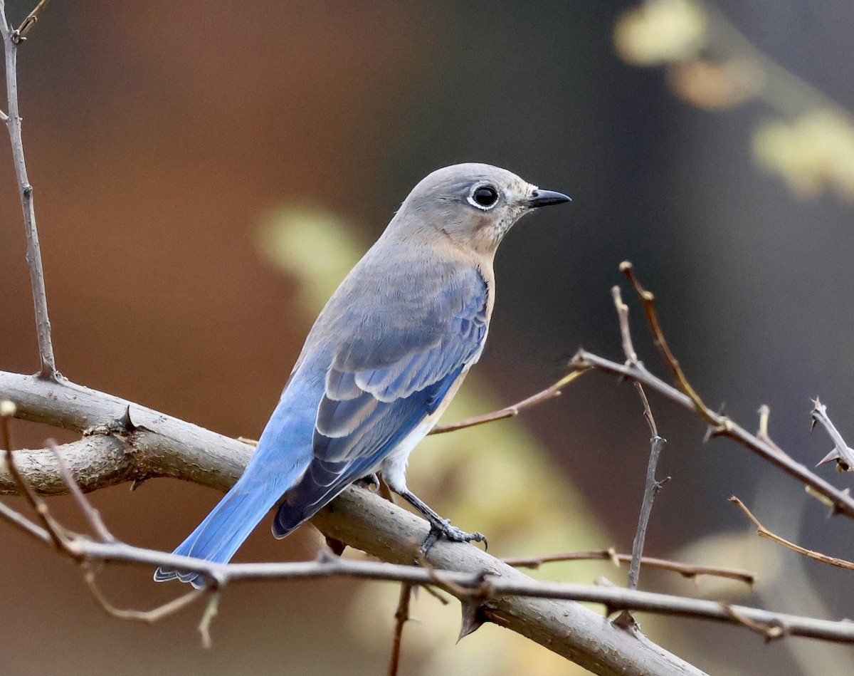 Eastern Bluebird - ML610751606