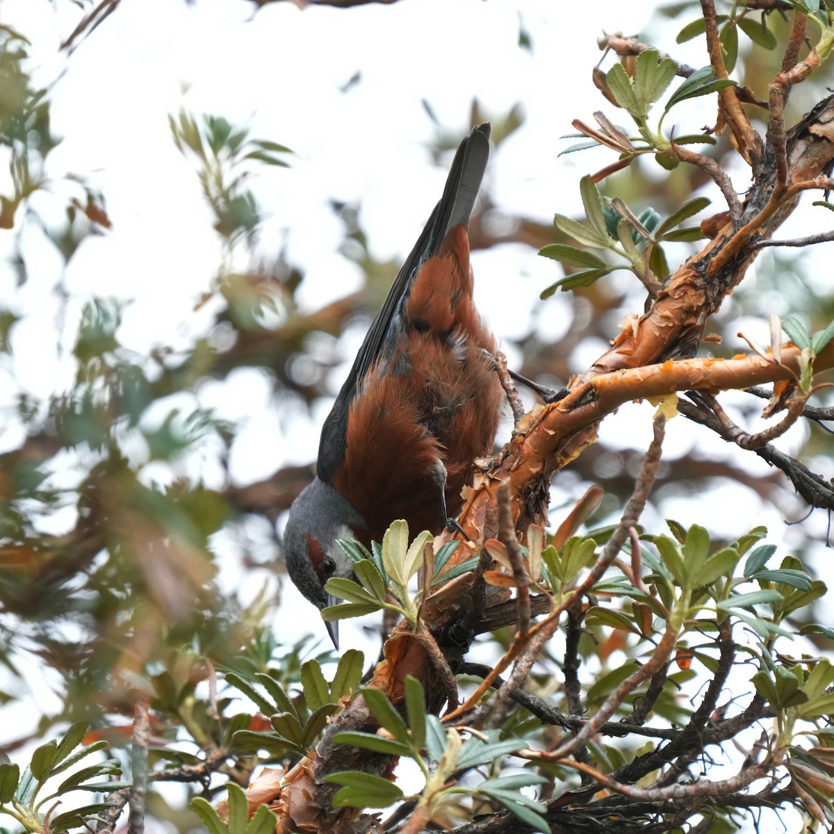 Giant Conebill - ML610751623