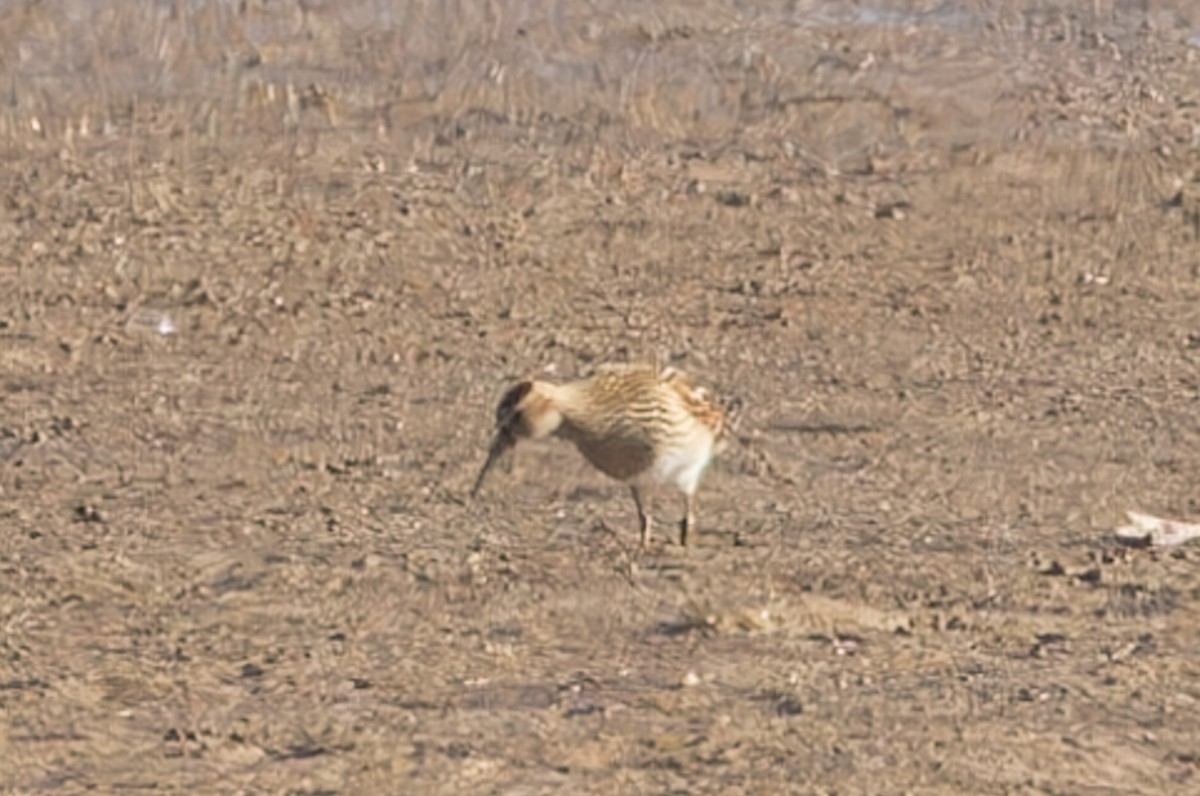 Pectoral Sandpiper - ML610751641