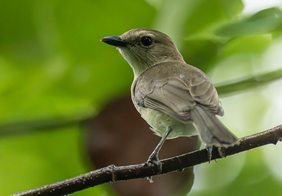 Gray Whistler (Brown) - ML610751690