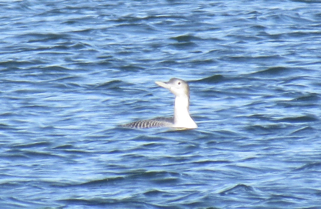 Yellow-billed Loon - ML610751704