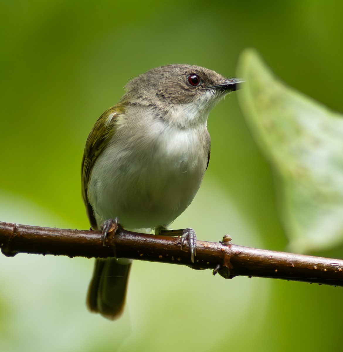 Green-backed Gerygone - Pedro Nicolau